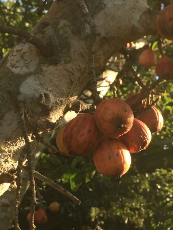 Ficus sycomorus - Sycomore Fig - Image 8