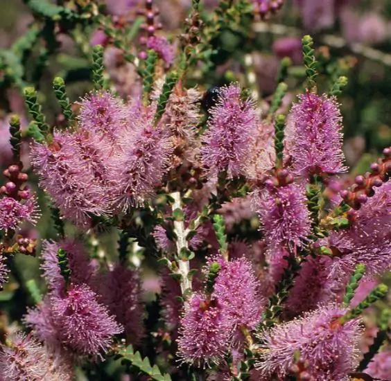 Melaleuca gibbosa - Honey short hill, slender honey myrtle, slim honey myrtle, small leaf paperbark