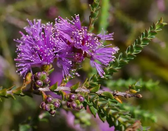 Melaleuca gibbosa - Honey short hill, slender honey myrtle, slim honey myrtle, small leaf paperbark - Image 3