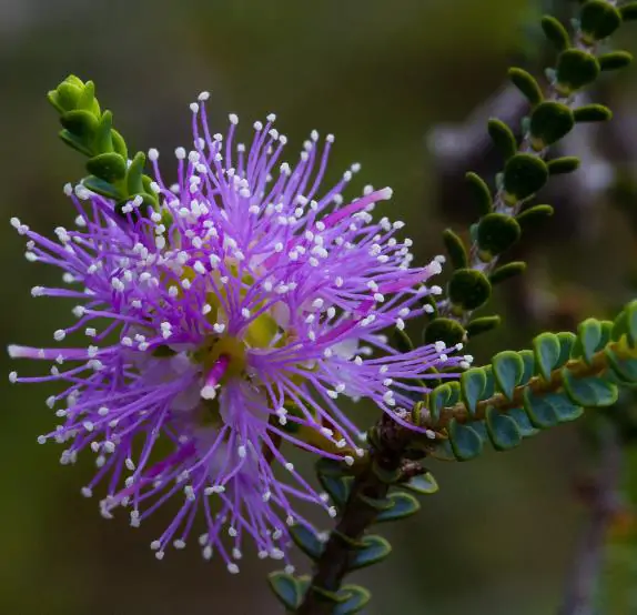 Melaleuca gibbosa - Honey short hill, slender honey myrtle, slim honey myrtle, small leaf paperbark - Image 4