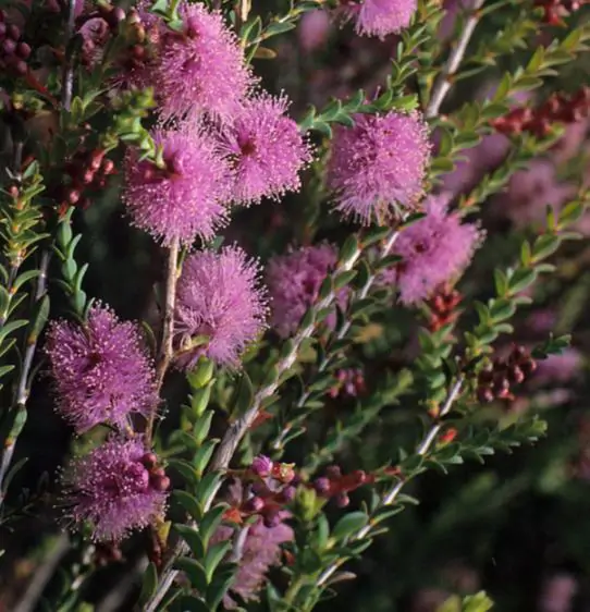 Melaleuca gibbosa - Honey short hill, slender honey myrtle, slim honey myrtle, small leaf paperbark - Image 5