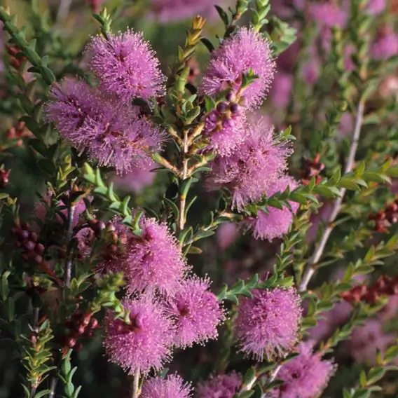 Melaleuca gibbosa - Honey short hill, slender honey myrtle, slim honey myrtle, small leaf paperbark - Image 6