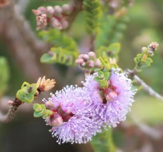 Melaleuca gibbosa - Honey short hill, slender honey myrtle, slim honey myrtle, small leaf paperbark - Image 7