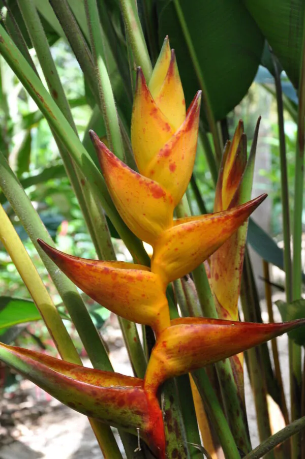 Heliconia champneiana 'Splash' - Heliconia Freckles, Heliconia Splash