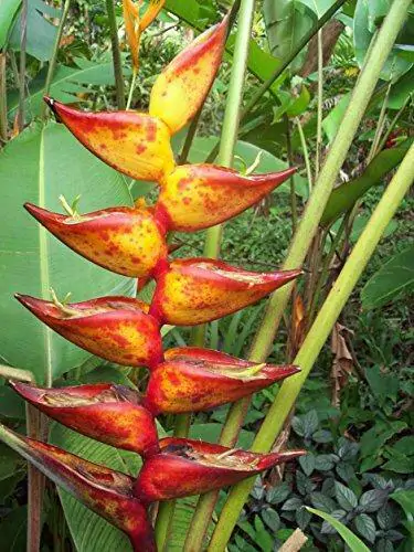 Heliconia champneiana 'Splash' - Heliconia Freckles, Heliconia Splash - Image 2