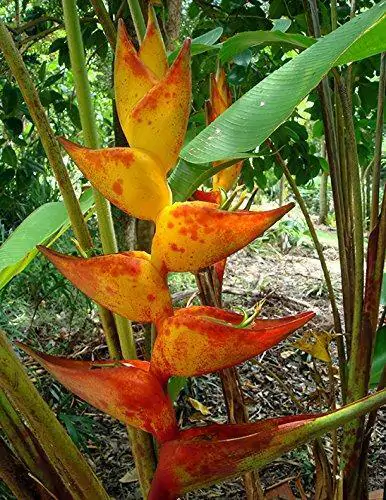 Heliconia champneiana 'Splash' - Heliconia Freckles, Heliconia Splash - Image 4