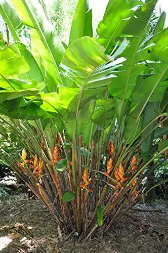 Heliconia champneiana 'Splash' - Heliconia Freckles, Heliconia Splash - Image 5