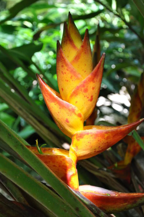 Heliconia champneiana 'Splash' - Heliconia Freckles, Heliconia Splash - Image 6