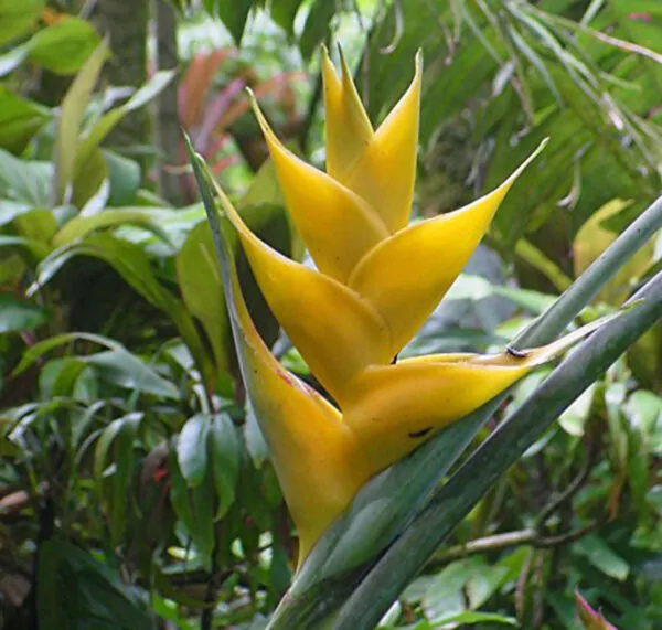 Heliconia champneiana 'Maya Gold' - Lobster claw