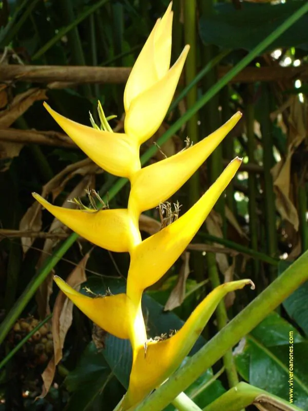 Heliconia champneiana 'Maya Gold' - Lobster claw - Image 2