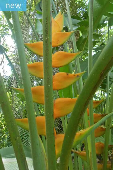 Heliconia champneiana 'Maya Gold' - Lobster claw - Image 3