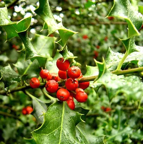 Ilex aquifolium - English Holly, Christmas Shrub, Christ Thorn