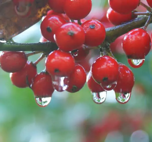 Ilex aquifolium - English Holly, Christmas Shrub, Christ Thorn - Image 3