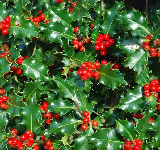 Ilex aquifolium - English Holly, Christmas Shrub, Christ Thorn - Image 4