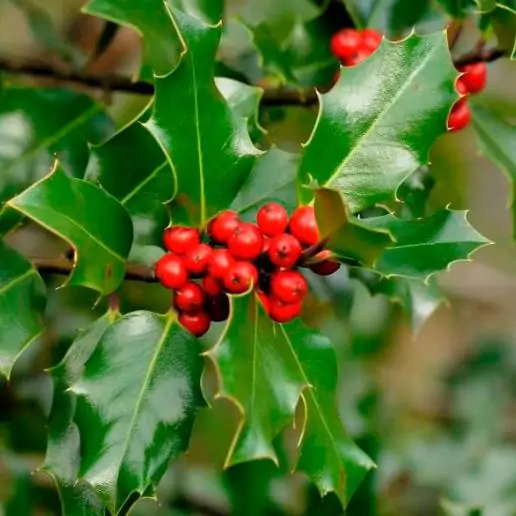 Ilex aquifolium - English Holly, Christmas Shrub, Christ Thorn - Image 5