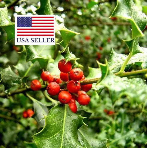 Ilex aquifolium - English Holly, Christmas Shrub, Christ Thorn - Image 6