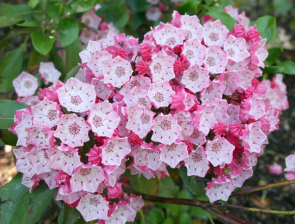 Kalmia latifolia - mountain laurel, calico-bush, spoonwood