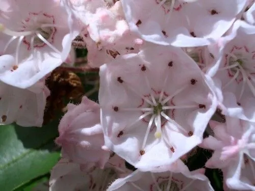 Kalmia latifolia - mountain laurel, calico-bush, spoonwood - Image 2