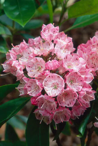 Kalmia latifolia - mountain laurel, calico-bush, spoonwood - Image 3