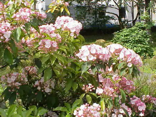 Kalmia latifolia - mountain laurel, calico-bush, spoonwood - Image 4