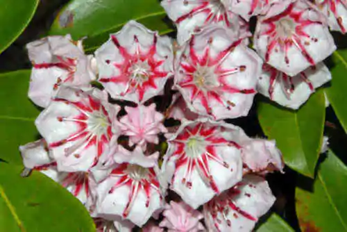 Kalmia latifolia - mountain laurel, calico-bush, spoonwood - Image 5