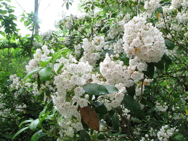 Kalmia latifolia - mountain laurel, calico-bush, spoonwood - Image 6