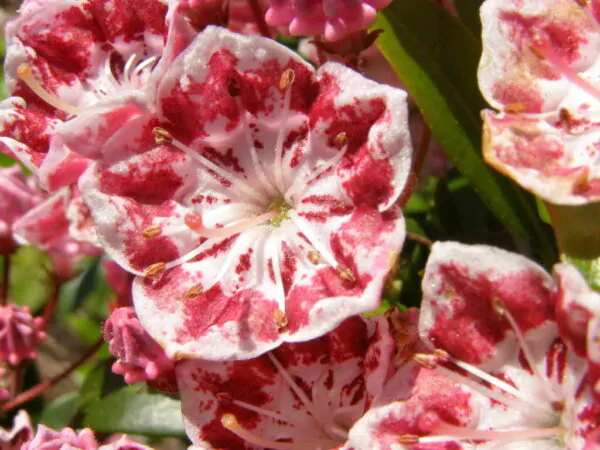 Kalmia latifolia - mountain laurel, calico-bush, spoonwood - Image 7