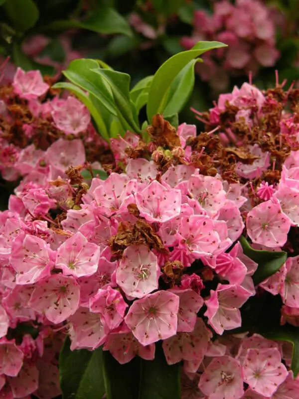 Kalmia latifolia - mountain laurel, calico-bush, spoonwood - Image 8