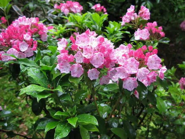 Kalmia latifolia - mountain laurel, calico-bush, spoonwood - Image 9