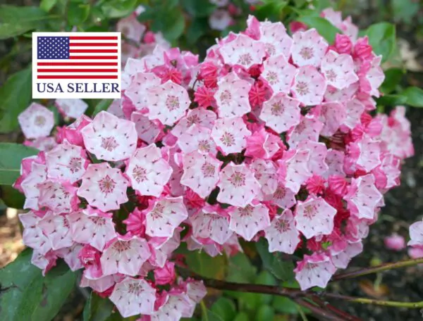 Kalmia latifolia - mountain laurel, calico-bush, spoonwood - Image 10