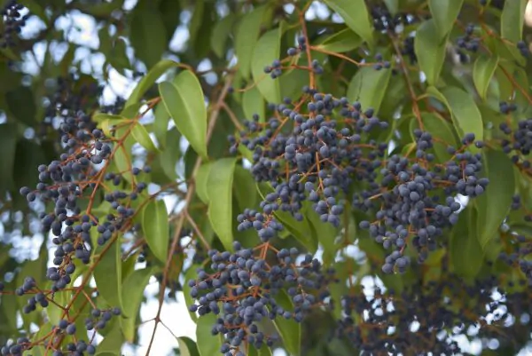 Ligustrum japonicum - Wax Leafed Privet