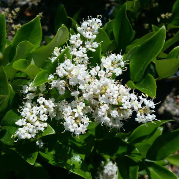 Ligustrum japonicum - Wax Leafed Privet - Image 2