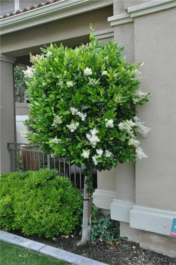 Ligustrum japonicum - Wax Leafed Privet - Image 3