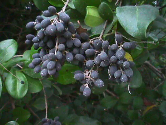 Ligustrum japonicum - Wax Leafed Privet - Image 4