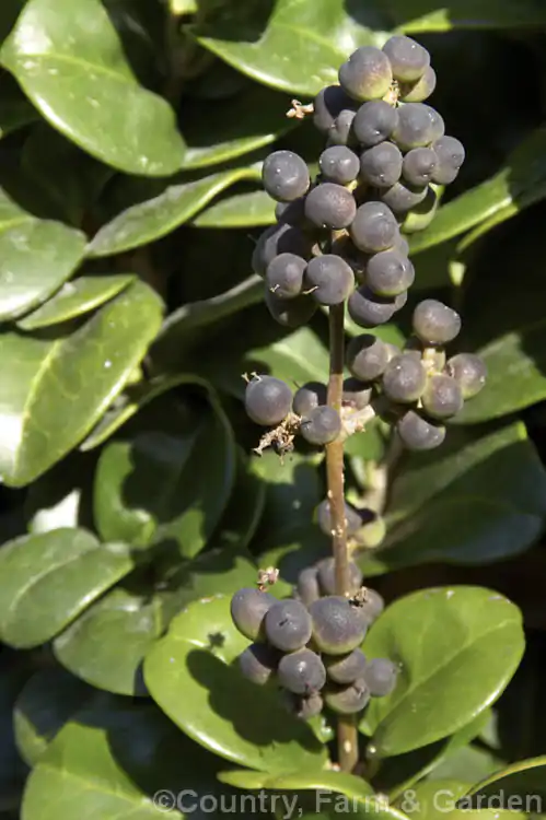 Ligustrum japonicum - Wax Leafed Privet - Image 5