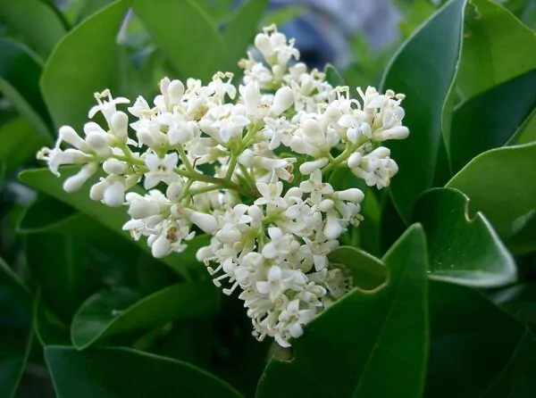 Ligustrum japonicum - Wax Leafed Privet - Image 6