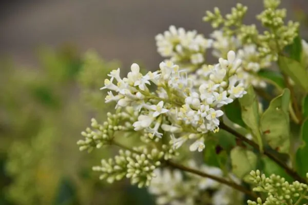 Ligustrum japonicum - Wax Leafed Privet - Image 7