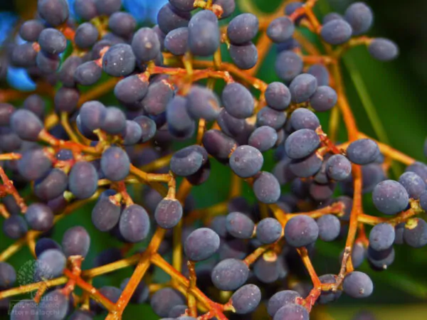 Ligustrum japonicum - Wax Leafed Privet - Image 8