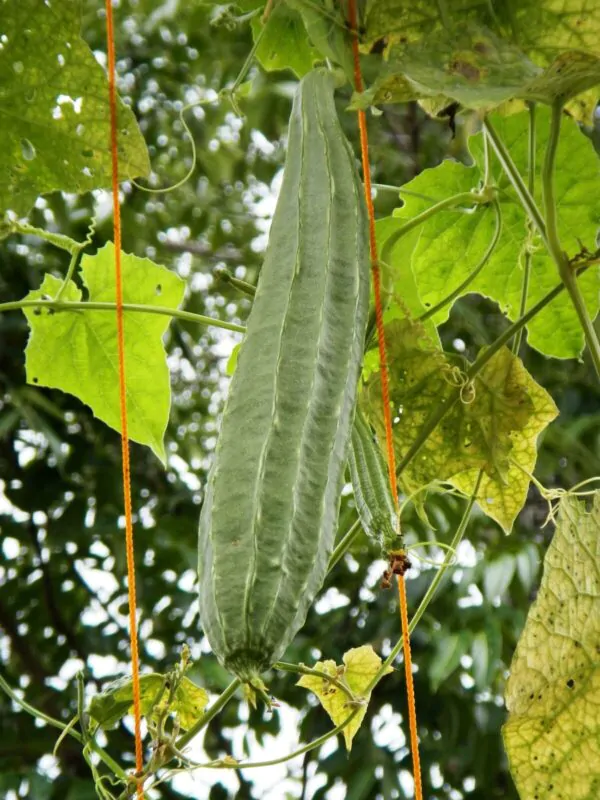 Luffa acutangula - Loofah, Sponge Gourd - Image 2