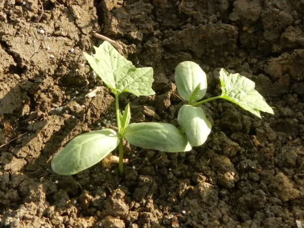 Luffa acutangula - Loofah, Sponge Gourd - Image 3