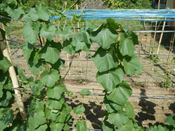 Luffa acutangula - Loofah, Sponge Gourd - Image 5