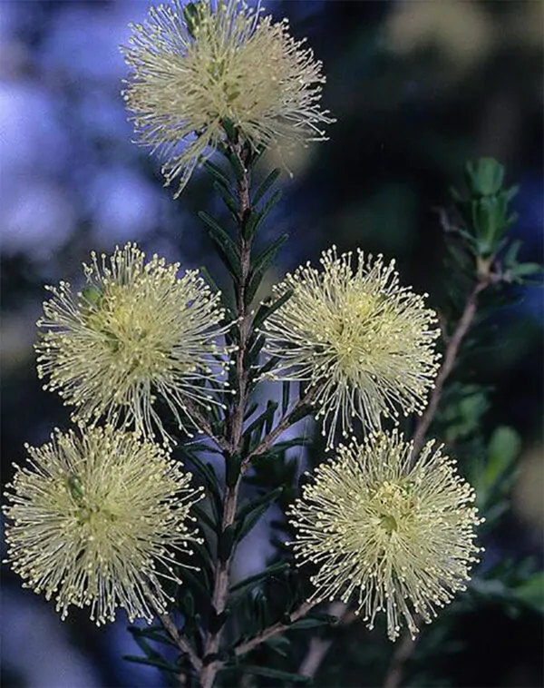 Melaleuca pustulata - Cranbrook Paperbark, Warty Paperbark