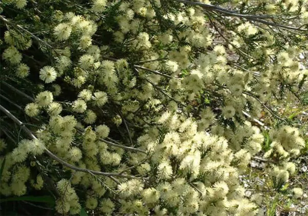 Melaleuca pustulata - Cranbrook Paperbark, Warty Paperbark - Image 3