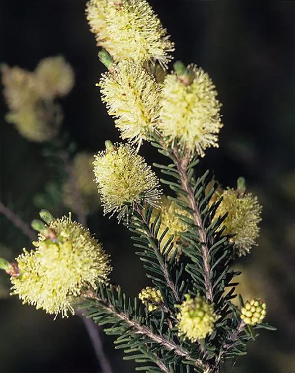 Melaleuca pustulata - Cranbrook Paperbark, Warty Paperbark - Image 4