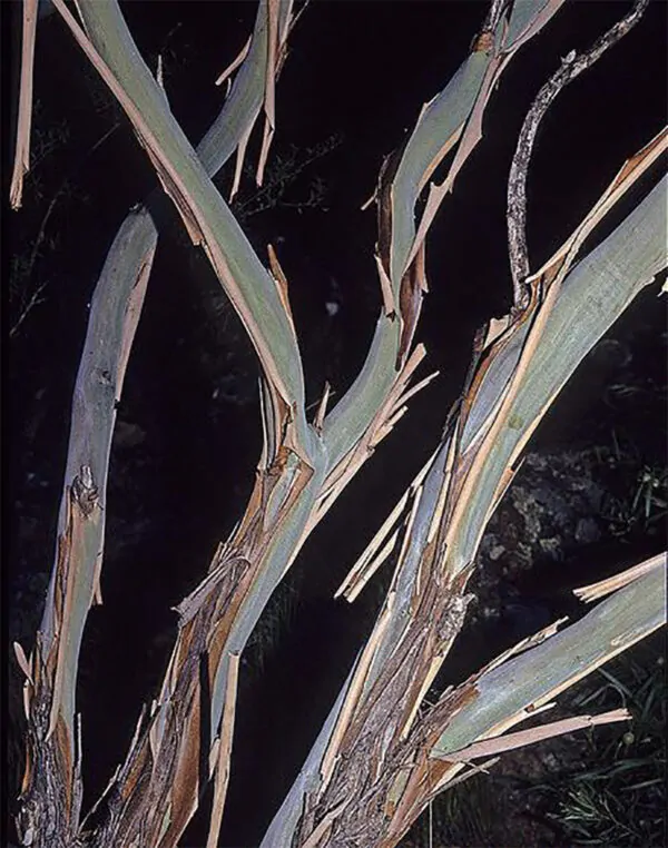 Melaleuca pustulata - Cranbrook Paperbark, Warty Paperbark - Image 5