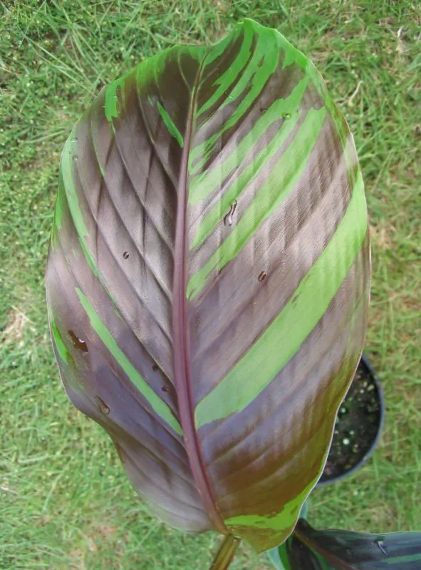 Musa sikkimensis 'Manipur' - Manipur Banana, Bengal tiger