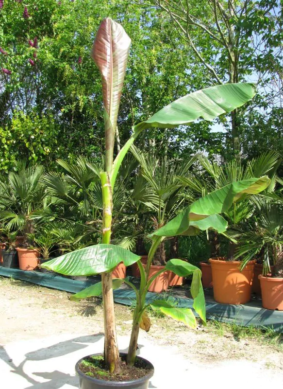 Musa sikkimensis 'Manipur' - Manipur Banana, Bengal tiger - Image 2