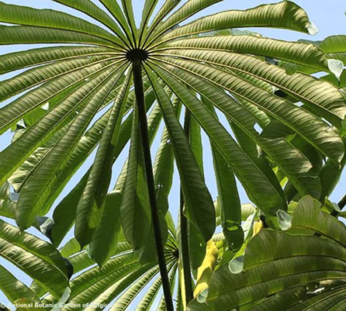 Musanga cecropioides - Corkwood Tree, Umbrella Tree