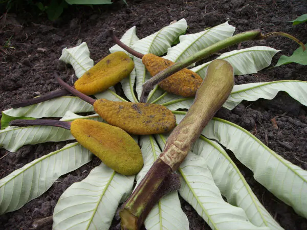 Musanga cecropioides - Corkwood Tree, Umbrella Tree - Image 2