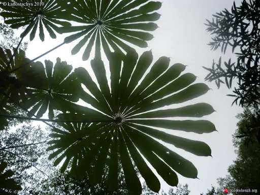 Musanga cecropioides - Corkwood Tree, Umbrella Tree - Image 3